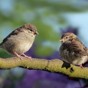 Canto de aves
