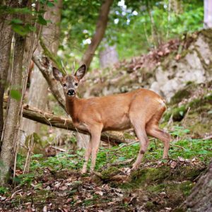 Animaliak gure lagunak