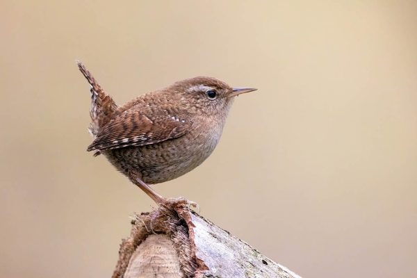 Eurasian_wren_(Troglodytes_troglodytes)