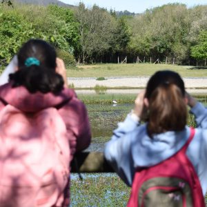como observar aves_1