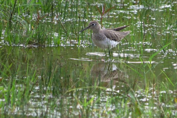 traphitho-nature-3106913_1920